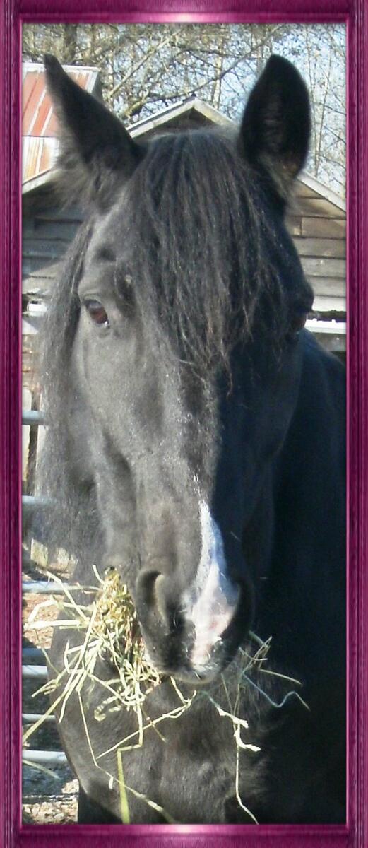 CircleFHorses's tweet image. #FF to all: @Badgerthehorse @ChangeItCanada @GivingTuesdayCa @EarsForward @fvTradex @Horse_Behavior  @VolunteerCanada