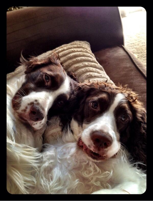 k_clickett's tweet photo. @TODAYshow puppy party! #OrangeRoom http://t.co/HHax3INw9O