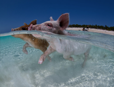 cynz13's tweet photo. @mazz_art : There's an Island in the Bahamas that's completely ruled by Pigs! Find out how!-> http://t.co/Bf1ezJVo5n http://t.co/7Fn9iEE8KH