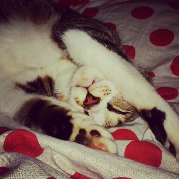 ttIyxoox's tweet image. C'est un gros bâtard mais avouez il est trooooop chouww mon chat *-*