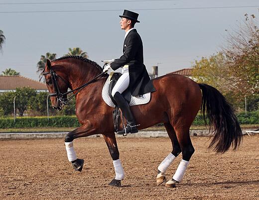 El Club Hípico de Córdoba organiza el Vigesimosegundo Campeonato de Andalucía
informacionecuestre.com/el-club-hipico…