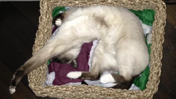 “<a href="/JaneFallon/">Jane Fallon</a>: OK fess up. Who stole my cat &amp; replaced it with 2 other cats welded together badly?  ” < Pablo Picatto