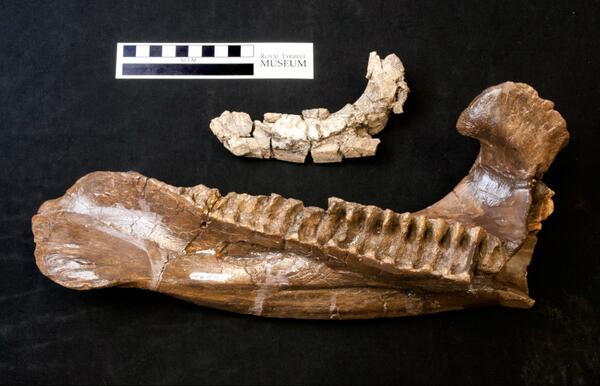 RoyalTyrrell's tweet image. #FossilFriday: one of the smallest ceratopsian mandibles (lower jaw) in our collections #ABCulture