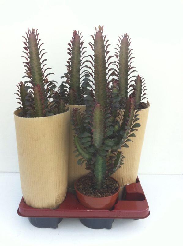 Looking great and ready for shipment! #euphorbia #trigona #rubra