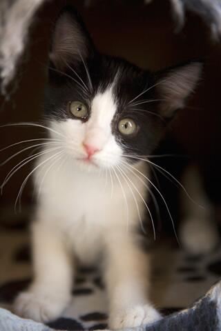 louPvp's tweet photo. @CatsProtection Remember Benji Whiskers? I adopted him :D http://t.co/V8OqrF8pQJ