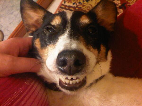 Tilster21's tweet photo. @rickygervais Stan Dogg http://t.co/EcRkSbUXWx