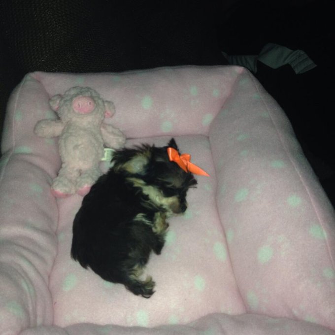 Fifi!!!! 🐶🐶🐶🐶 http://t.co/3aP6BoBND6<a href="/tag/heyboo"class="tags"><span>#heyboo</span></a>