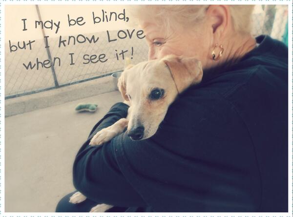 placerspca's tweet image. Although he's mostly blind, Casper knows love when he sees it &amp;amp; he's searching for you! Meet Casper @placerspca