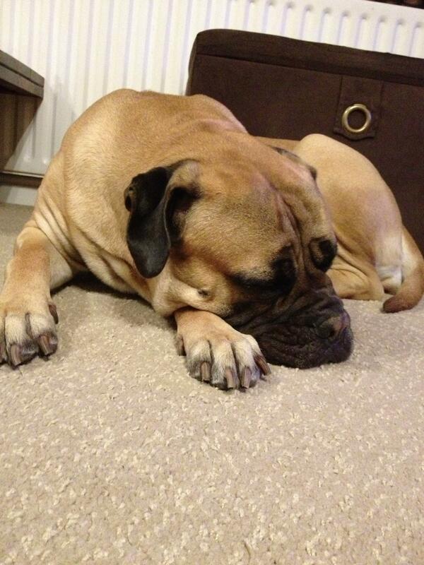 DaisyJTheDog's tweet photo. Where did those last few days go! Night all http://t.co/7v1kRS31v6