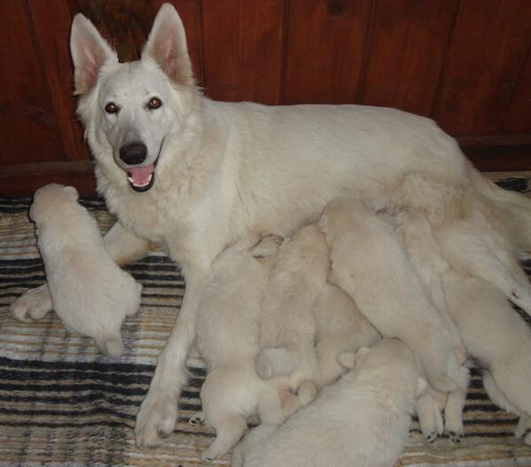 Whitegermanshepherds White Shepherd Twitter