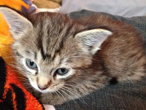 Alec_Horn's tweet image. @sydneyg42 She's better! #PrincessCharlie