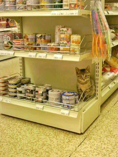 iyasareru's tweet photo. 「これを買ってくれるまで動きません！」→ https://t.co/UWfvfN0Pqe
