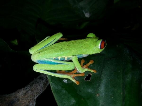 Kom vandaag de roodoogmakikikkers bekijken