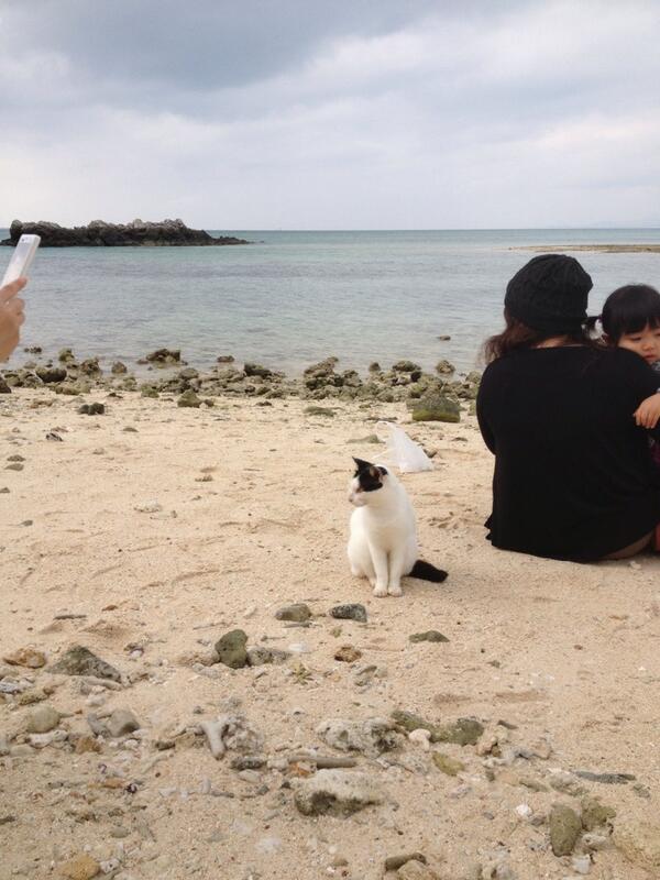goro_5656's tweet photo. にゃらん…？
竹富島の星砂の浜近くには、猫がもりもりいます。 http://t.co/rhFcH9viA2