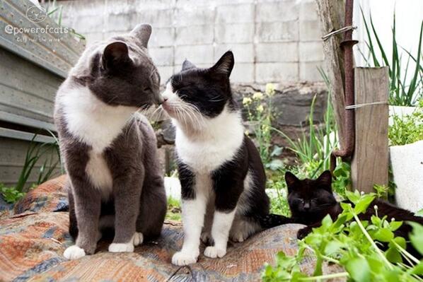 Cats rule the World! tweet media