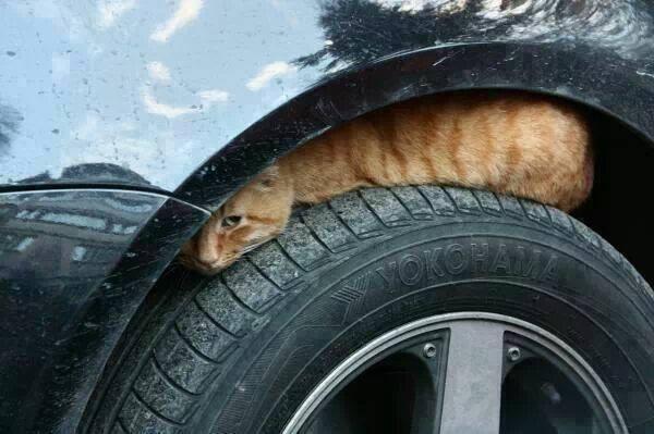 Llega el frío y los gatos buscan refugio en los coches. No olvides dar unos golpes en el capó antes de arrancar.