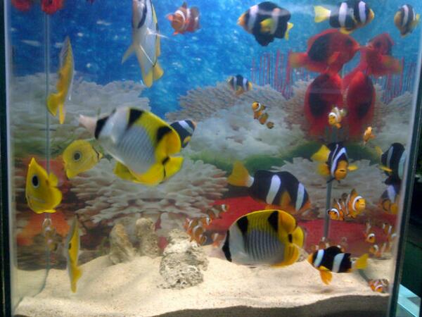 Rianti On Twitter Sedia Ikan Air Laut Nemo Tompel Fifa