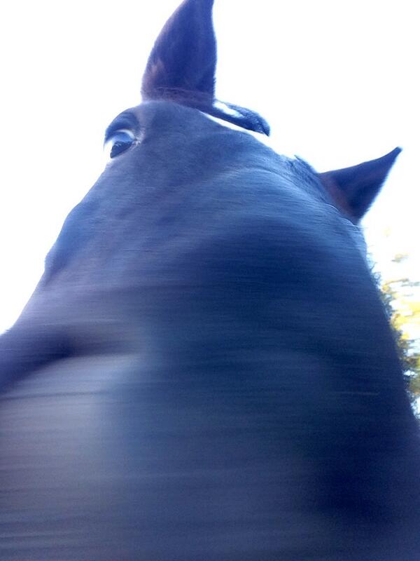 EmmaDianeRoss's tweet image. Amigo's fascination with phones! #YesterdayMorning #FieldFun