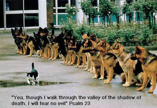 MegMarshburn's tweet photo. 1 cat vs. 8 puppies...haha poor Toby http://t.co/PrkCb37zEz