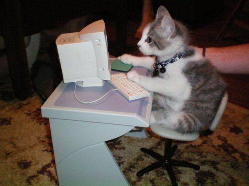 Hackercat is hackin' 
#caturday