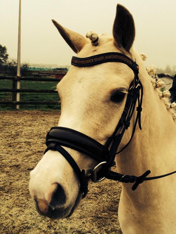 Te koop: lieve palomino C pony,
5 jaar, L springen.