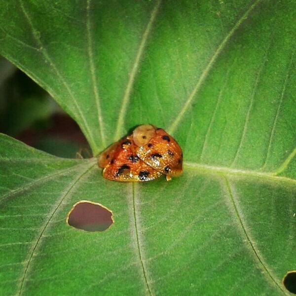 GudangMadu's tweet image. Untuk Om @nukman  dan Mas @sudjiwotedjo | Selamat pagi dari #Ciseeng