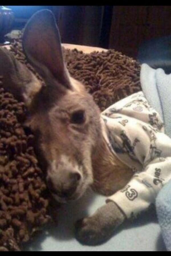 JackOliverPrice's tweet photo. A kangaroo in PJ's. http://t.co/9u40x8L5h5