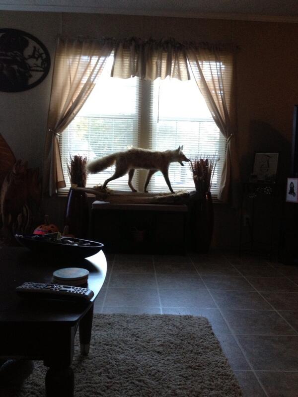 ZTysinger's tweet photo. @peta what does the fox say? http://t.co/tddEfBz00l