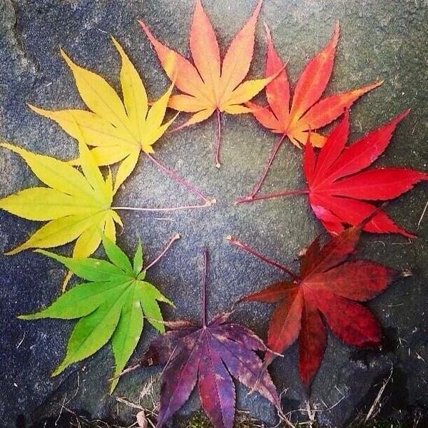 Life cycle of a leaf #autumn  #leaves  #Nature