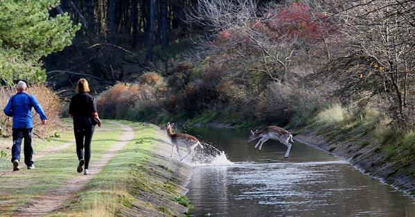 Sommige foto's zijn te mooi om niet te plaatsen. Gemaakt door Jaap Kroon in de Amsterdamse Waterleidingduinen.