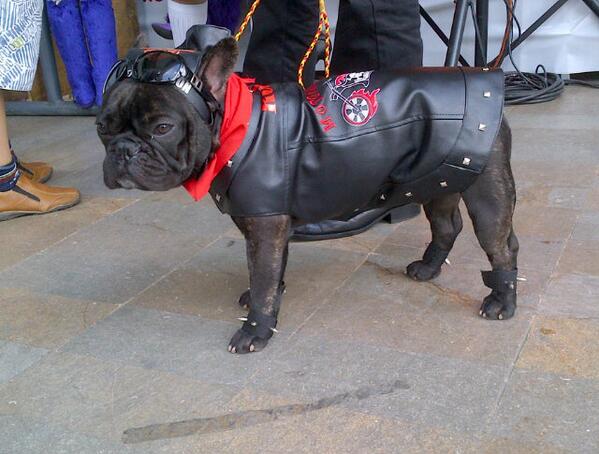 UbicaPet's tweet photo. Ganador de:"Disfraz mas original masculino". Felicitaciones, demasiado original. http://t.co/7QplkTvoYE