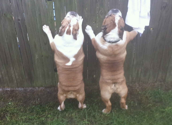 PrissynEJBullys's tweet image. Come on gurl, put ya back into it. We gotta push dis fence down. I heard it's gweener on da other side