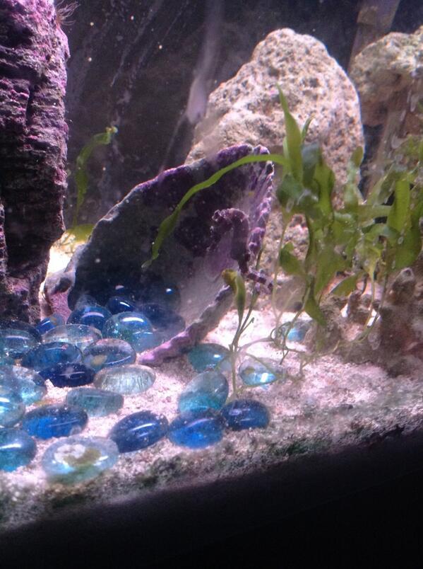 Theartisticfish's tweet photo. First follower submitted photo! Thanks kevin! http://t.co/THk7CLQcGM