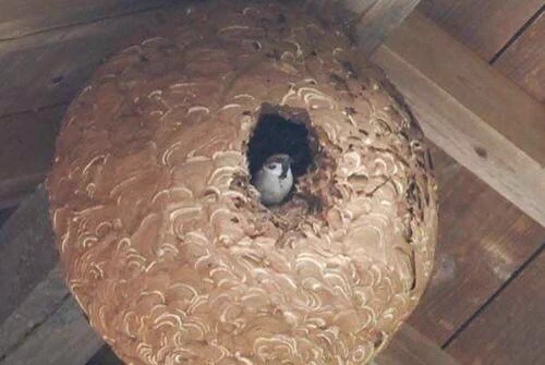 スズメバチの空き巣を再利用する度胸があるスズメちゃんｗｗｗ