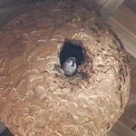 スズメバチの空き巣を再利用する度胸があるスズメちゃん!