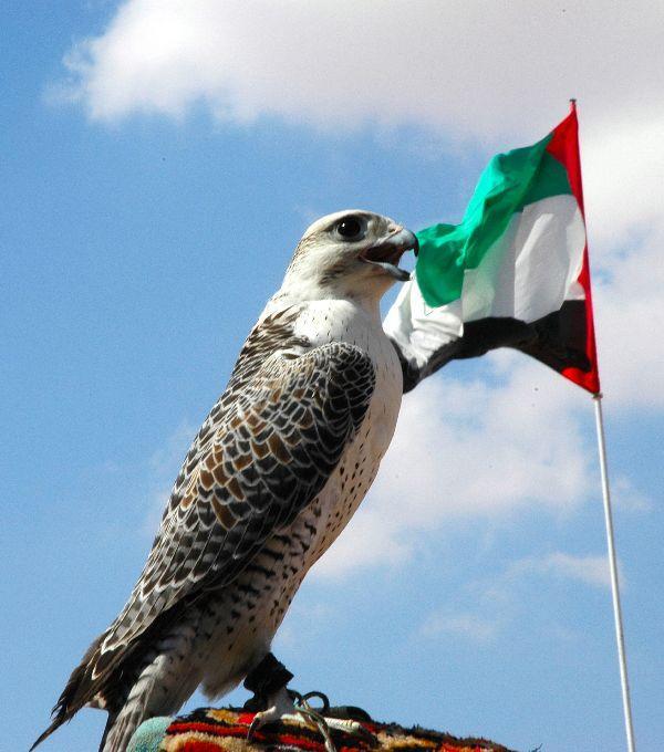 سيتم اختيار افضل صورة لنشرها عبر حساباتنا على مواقع التواصل الاجتماعي #ارفعه_عاليا_ليبقى_شامخا