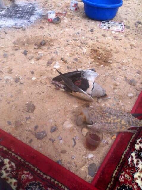 واليوم قطا كدري