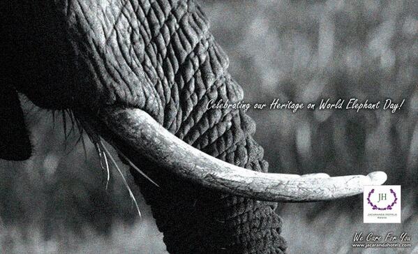 Jacaranda Hotel™ (@jacarandahotels) on Twitter photo 