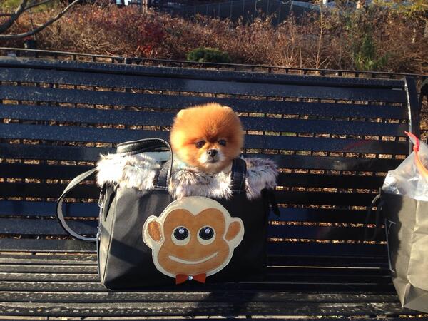 TitoThePom's tweet image. Relaxing by #EastRiver in #NYC on my fab #monkeyBag from @kikiHamann collection