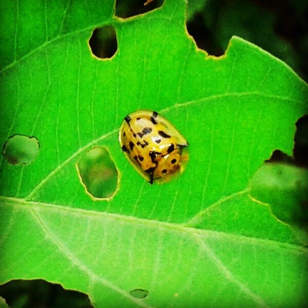 iraa_anr's tweet image. Kepik “@GudangMadu: Apa ini? Ada yg tau? Kepik? Emas2an? #Ciseeng http://t.co/fsFpme29z8”