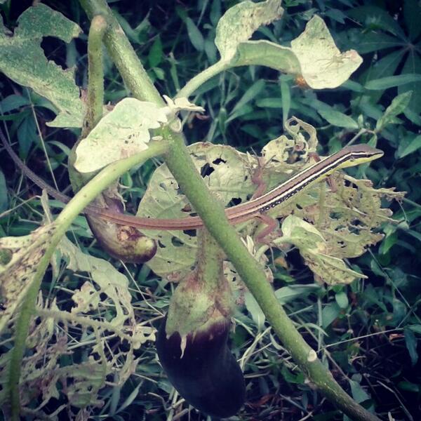 GudangMadu's tweet image. Jumpa dia di pinggir empang. #Ciseeng