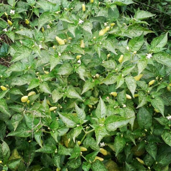 GudangMadu's tweet image. Warga di sini bisa nyambel sering2. #Ciseeng