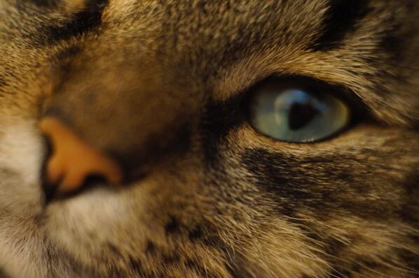 delariman's tweet photo. Possibly the most adorable intense #eyes close up of a #cat of all time ! http://t.co/zVWgFxSuQ2