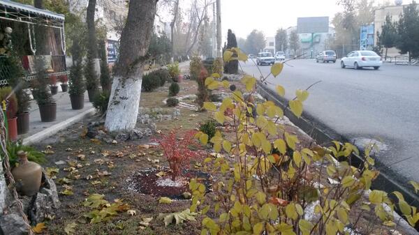 sherikbatirhan's tweet image. На улице 17 ноября, а мы еще поливаем цветы!!!! #нужендождь
 #kafeJON