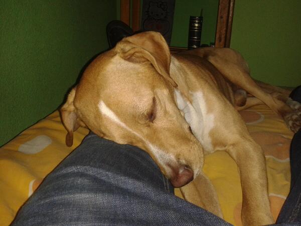 AnimalMenu's tweet image. Dia perfecto para pasar tiempo con su mascota en casa. Aprovechamos para denunciar, una vez mas, el abandono animal.