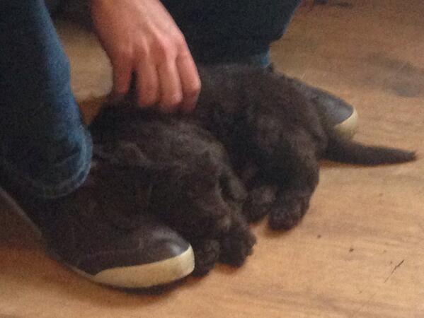 jonbranson's tweet image. Ending up with this little guy was inevitable!! #threeweeksandcounting