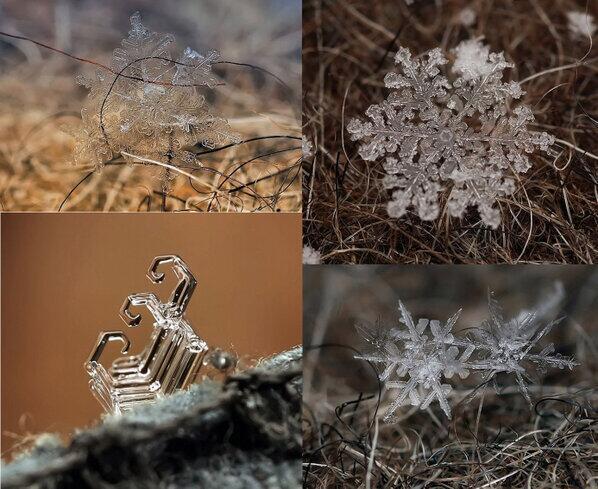 Design_sutekiX's tweet photo. 雪の結晶☆

https://t.co/QuuoDrUph2