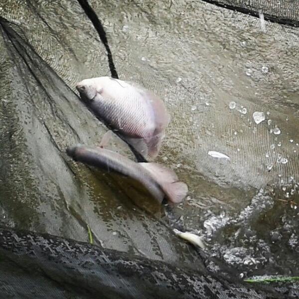 GudangMadu's tweet image. (FOTO) Gurame. Di empang #Ciseeng