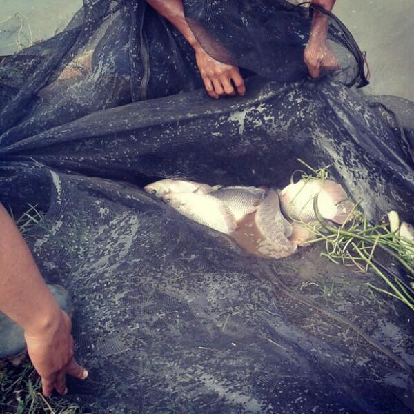 GudangMadu's tweet image. (FOTO) Lebih dekat. Ikan gurame di empang #Ciseeng