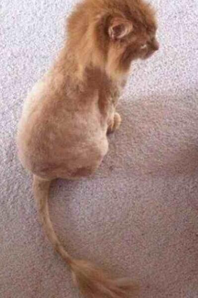 s_coakley's tweet photo. @hausofblack @hollyridout Its a lion kitten how cute! http://t.co/4M2L8hWs7I